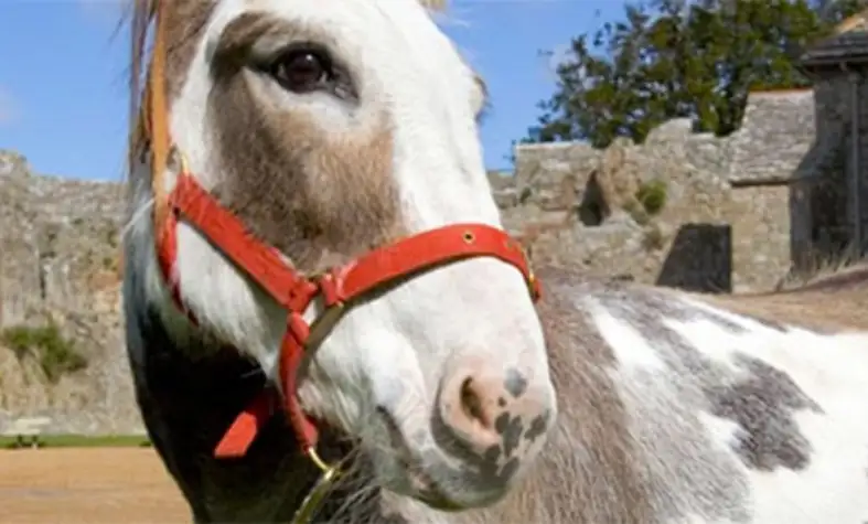 carisbrooke castle donkey