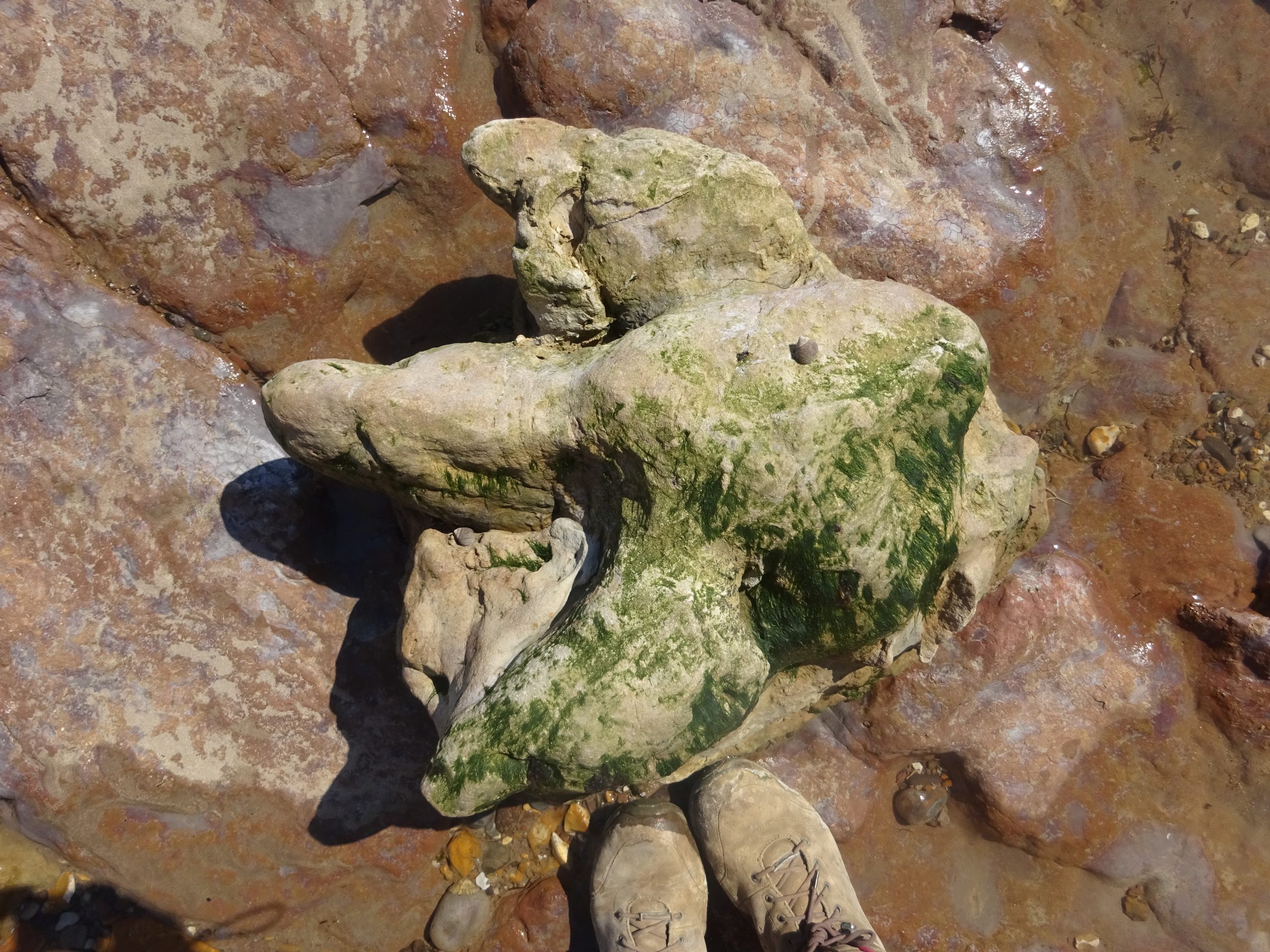 Fossil walks