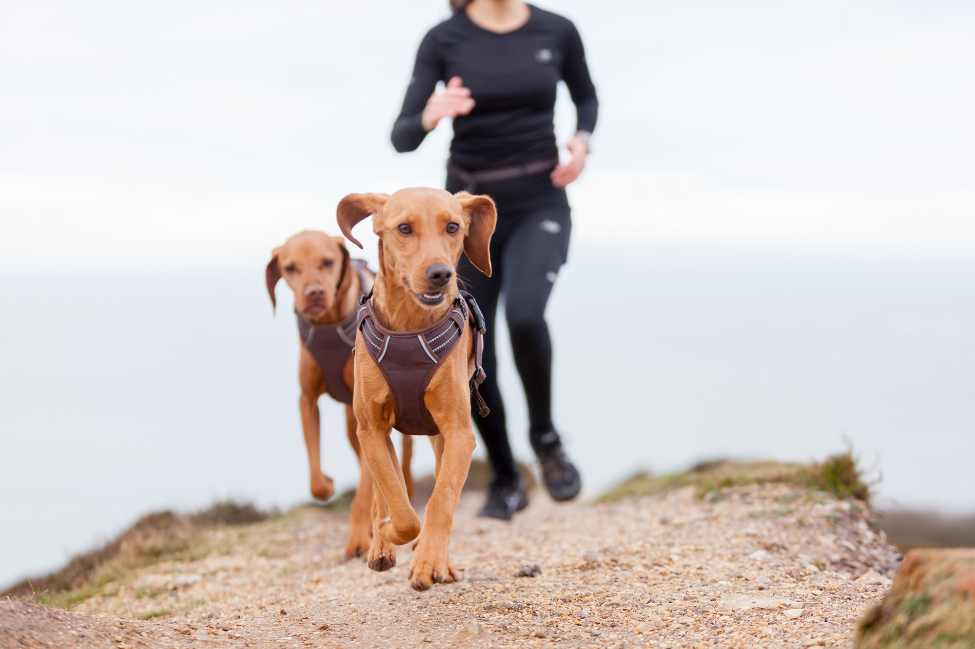 Trotting Dog Run With Your Dog Day 2