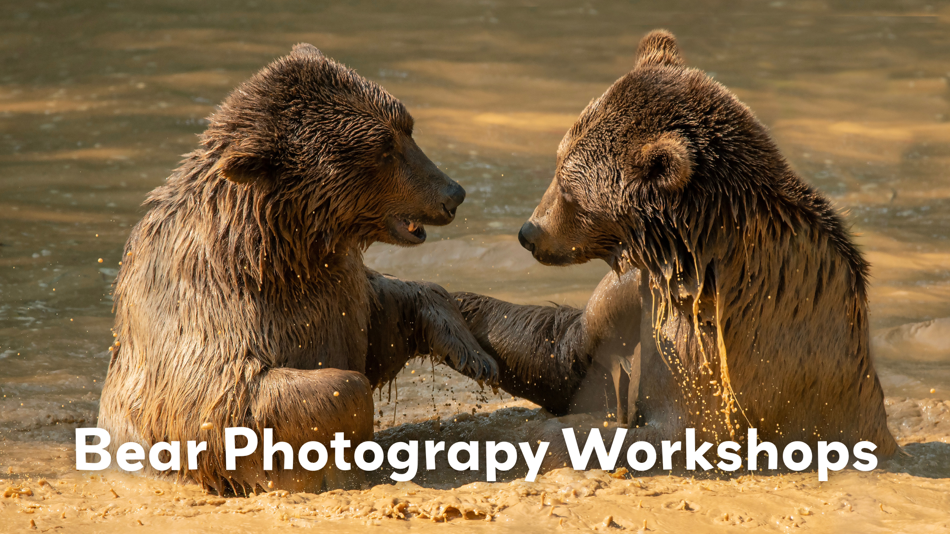 Image WHAS Bear Photography Workshops