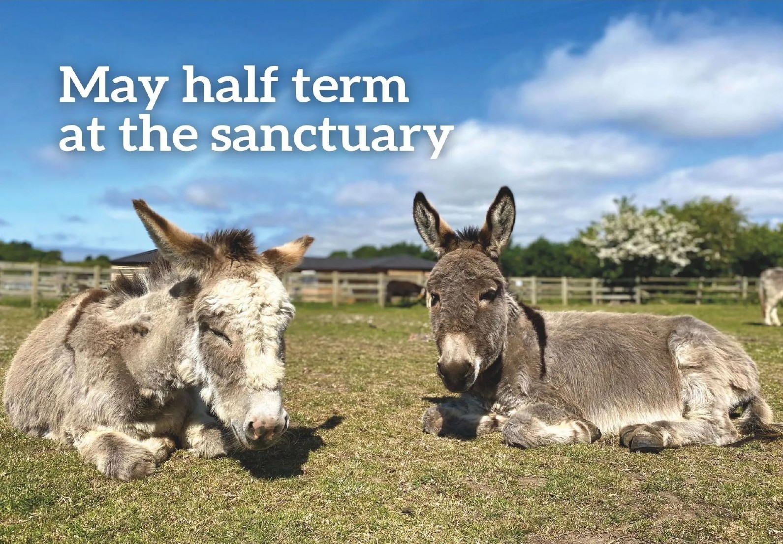 Donkey page 0001