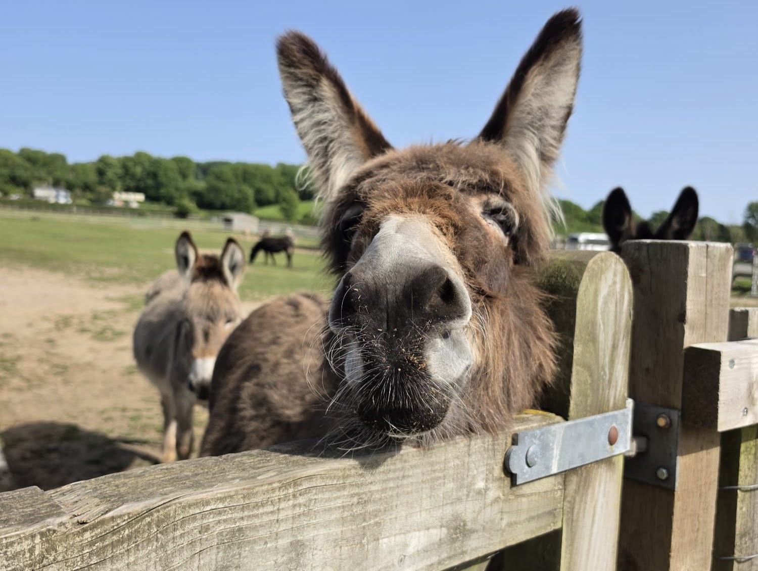 Donkey summer 2026