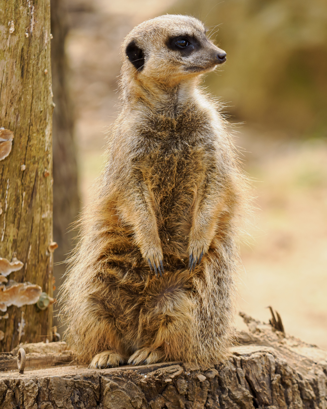 Website Image TS25 Meerkat